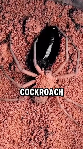 How spiders trap their prey!