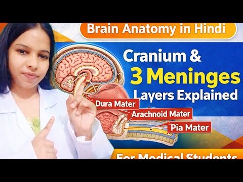 Brain, Cranium & Meninges Layers Explained | Complete Anatomy for Medical Students