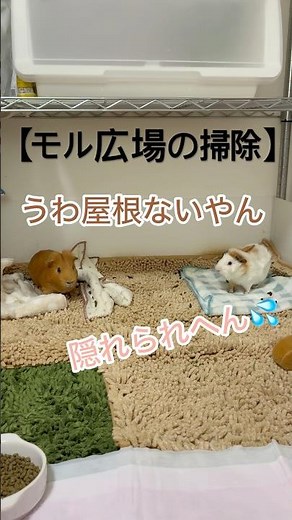 【モルモット飼育】掃除ver.#モルモット#モルモット好きな人と繋がりたい #モルモットのいる暮らし #guineapighome #天竺鼠 #多頭飼い#モルモット飼育
