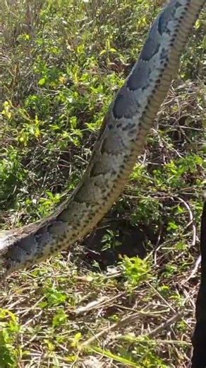 "Extracting a python from a hole"