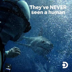 What happens after this mako shark meets a human for the first time? 🤭 Find out as Shark Week continues all this week at 8p on Discovery! | Shark Week