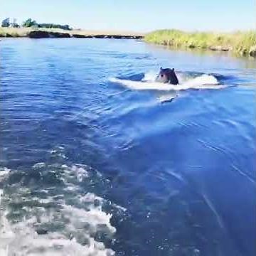 SUPER DANGEROUS!!!! Hippo chases boat in a river, Namibia