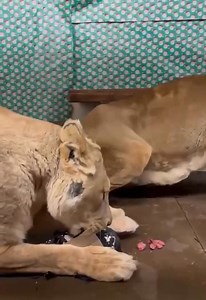 18K views · 323 reactions | Kansas City Zoo & Aquarium on Reels | Facebook