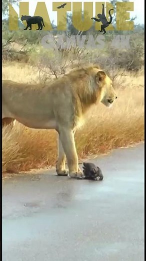 Abandoned Wild Dog Pups vs Hungry Lions: No Chance to Survive!