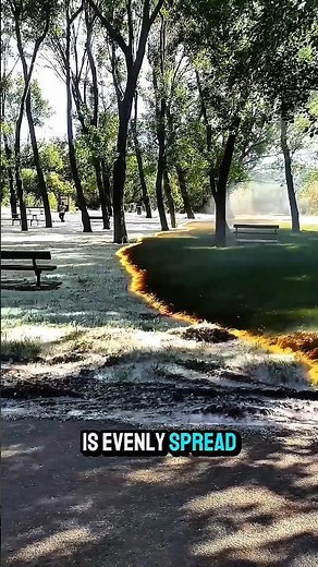 This Tree Fluff Can Explode Into Fire