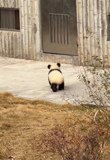 Cute Panda Baby ❤️ #panda #pandas #pandasoftiktok #fyp #tren