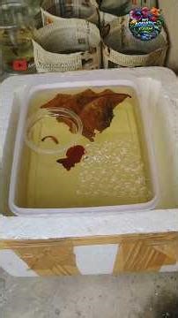 Betta Breeding Series Part 1 🐟 | Setup & Preparation Guide #telugu #bettabreeding