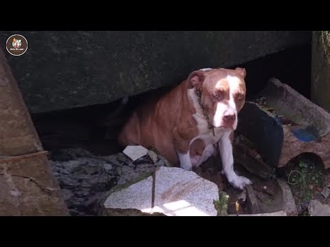 Kicked out right before giving birth, she silently cried as seeing her pups being born