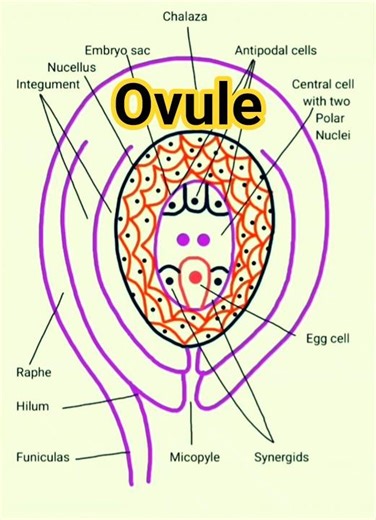 Ovule diagram drawing | बीजांड का चित्र #shorts #ytshorts #ovule #diagram #structure #drawing