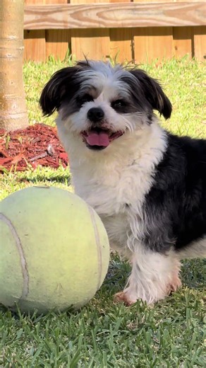 Astro enjoying his time with his ball. Good morning friends Happy New Year 🎈🎆🎊 Hope everyone had a great and safe night!!!! I barely made it the boys were a bit of a wreck with all the million explosions last night. Have a happy and chill day ☮️ ❤️