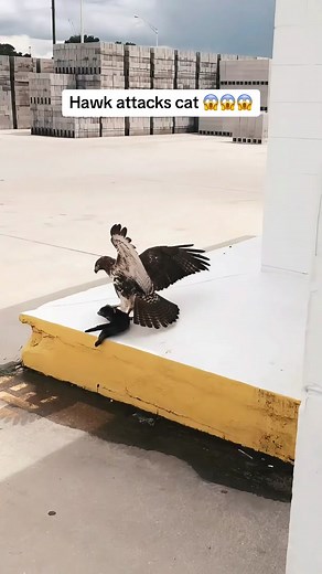 Hawk Attacks Cat - Understanding Bird of Prey Behavior