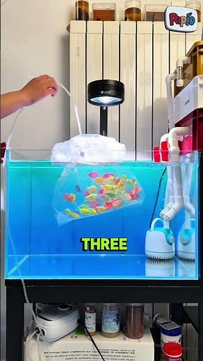 How to Safely Acclimate New Fish to Your Aquarium