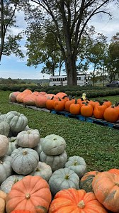 Perks of bus life 🚌✨ Grocery day made easy… just push the cart right up to the front door 🛒➡️🚌 Also real life asmr grocery shopping experience 😅🫠 it got better half way though lol 😂 #BusLife #SkoolieLiving #TinyHomeLiving #BusConversion #HomeOnWheels #NomadLife #LifeOnTheRoad #TinyLiving #SkoolieCommunity #BusLifeAdventures #RollingHome #MinimalistLiving #VanLifeMovement #TravelFamily #alternativeliving | Megan Lyn Price