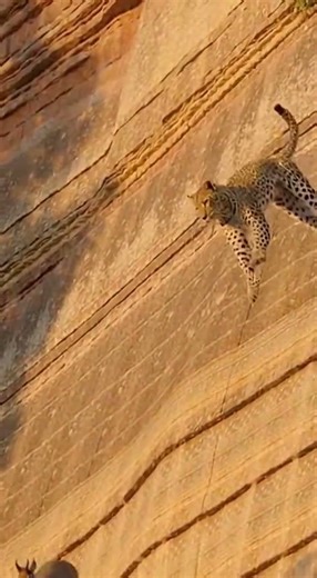 Heart Stopping Leopard Chase Down a Rocky Mountainside