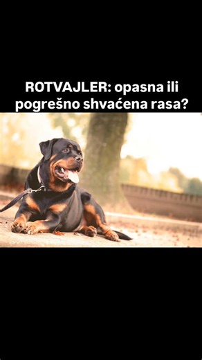 Rotvajler, ime koje kod mnogih izaziva poštovanje, ali i strah. Često ga predstavljaju kao psa čuvara, hladnog pogleda, „opasnog“ ljubimca, koji vreba iza kapije. Iza snažnog izgleda stoji pas ogromnog srca. Rotvajler je odan do kraja. Bez razmišljanja bi odbranio svog vlasnika. On nije stvoren da napada, već da štiti, da voli i da bude deo porodice. Nažalost, ljudi ga često osuđuju na prvi pogled. U rukama odgovornih vlasnika, rotvajler je verni prijatelj, nežan sa decom, pametan i spreman da u