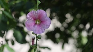 pink flower of Alcea setosa known as Bristly hollyhock