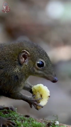 This Animal Could Die If It Stops Eating [Tree Shrew]