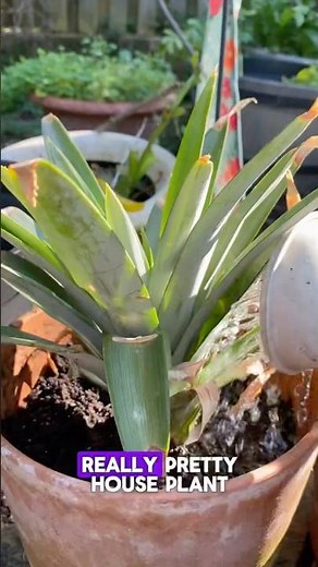 How to Grow Pineapple at Home: Full Process from Top to Roots! #pineapple #growyourownfood #process