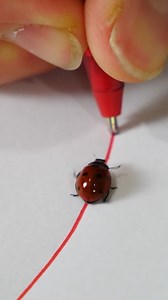 Ladybug is drawn to my red pen