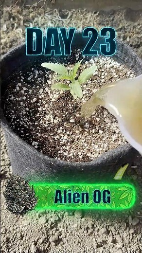 ALIEN OG - DAY 23