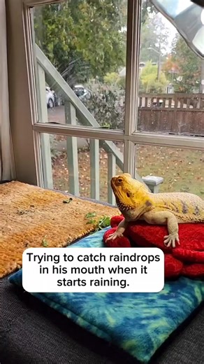 15K views · 272 reactions | Free water? Don't mind if I do . #beardeddragon #rain #thirsty #Lizard #pet #raindrops | Spikedays | Facebook