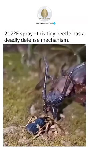 How Everything Works on Instagram: "The Explosive Defense of the Bombardier Beetle The bombardier beetle has one of the wildest defense systems in the insect world. When it’s threatened, it mixes two chemicals inside its body that react so fast they reach boiling temperature in an instant. The beetle then blasts this scalding spray out of its abdomen with a popping sound — and it can aim it with amazing accuracy. The hot, harsh spray is strong enough to scare off frogs, birds, and even spiders,