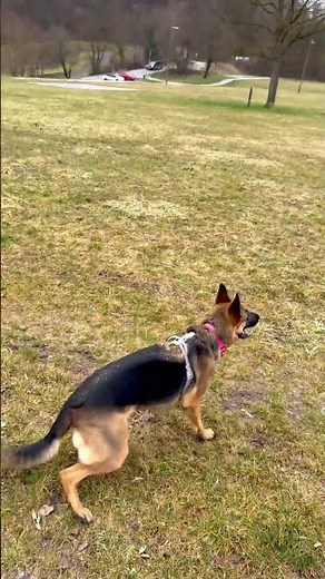 German Shepherd Obedience Training | Real-Life Focus & Discipline with My Dog
