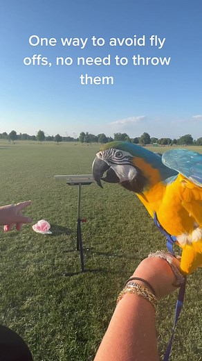 Flight Training Tips for Macaws and Parrots