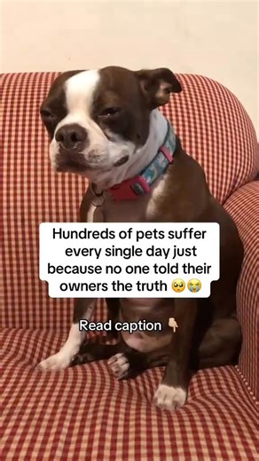 Christel Turk on Instagram: "Hundreds of pets suffer every single day—just because no one told their owners the truth. And after 30 years in top vet clinics, I’m done staying quiet. Constant paw licking? It’s not just “an allergy.” In most dogs, it’s yeast building up in the gut. A spoon of unsweetened coconut flakes can clear it—antifungal, tasty, and totally safe. Chronic diarrhea? Prescription meds suppress symptoms but wreck the microbiome. Try plain boiled rice with a little parsley—soothin
