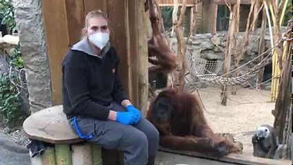 6.8K views · 44 reactions | Helena besucht für die Behind-the-Scenes Reihe die Affen in der ZOOM Erlebniswelt Gelsenkirchen - schaut mal rein und checkt, ob die Orang-Utans und ihre Gefährten euch schon so richtig vermissen!  | RUHR.TOPCARD | Facebook
