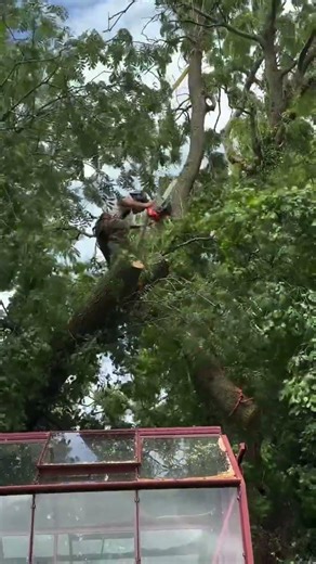 Teamwork💪🏼Although… I do always seem to get large tree jobs with a pretty greenhouse right und