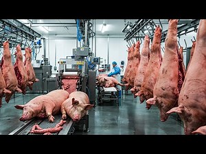 Inside the Giant Pork Industry: How Huge Pigs Are Raised and Processed!