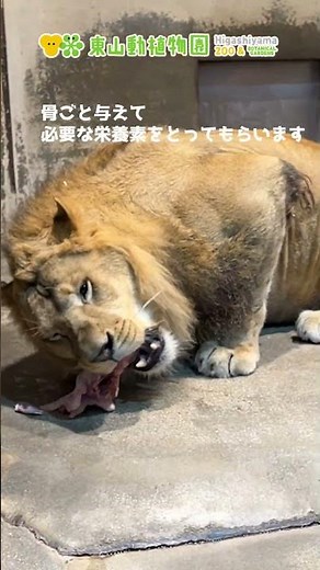 【東山動植物園公式】ライオンのお食事 《 ライオン 》 #short #asmr #zoo