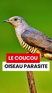 146K views · 38K reactions | Cet oiseau n'a aucune pitié : le coucou Il pratique le parasitisme de couvée, une technique aussi intelligente que cruelle ! #nature #oiseau #animaux #culture #cultureg #apprendre | Yann Oubatche | Facebook