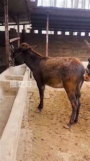 Funniest Donkey Ever Donkey Training the fun way
