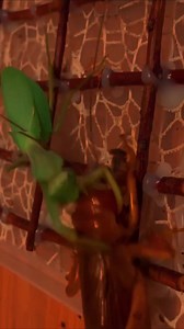 scorpion 🦂 mum#tiktok #foryou #insects #scorpion | Insects wars