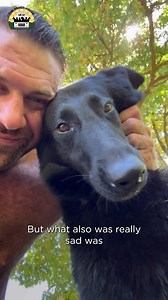 1.4M views · 100K reactions | After a rough start in life Ray is quickly becoming one of the most special dogs at the sanctuary ❤️ | The Asher House | Facebook