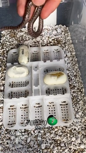 I have awful news about these Children's Pythons...😭 #reels #animals #snake #python #biology | The Molinaro Snake Lab