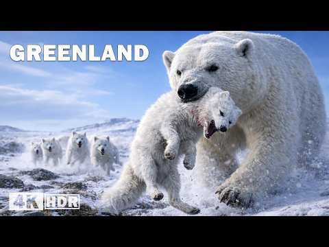 GREENLAND | The Struggle for Survival on the Coldest Island | Nature Animal Documentary