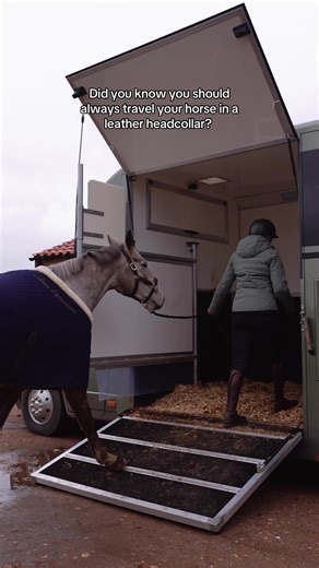 Why Leather Headcollars Are Essential for Horse Safety