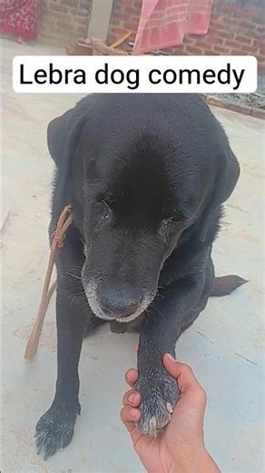 lebra dog comedy video 🤣🤣😂🤣