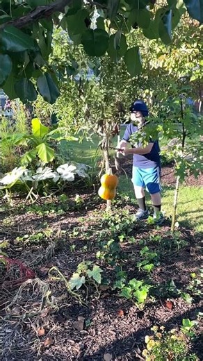 Pumpkin falling in slow motion
