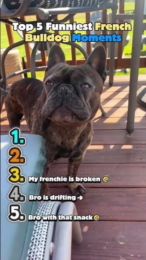 Top 5 Funniest French Bulldog Moments#funnyanimals
