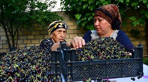 Cleaning Black Currant and Making Currant Jelly and Pie with Grandma Rose | Outdoor Chef