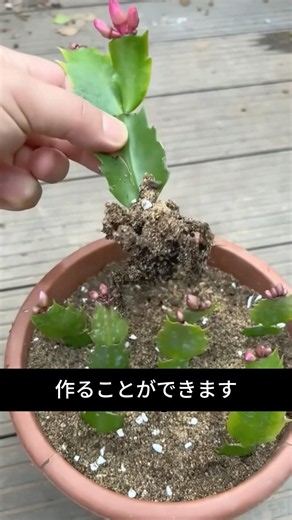 花が咲かないシャコバサボテン 葉を取るだけで花芽が増えます