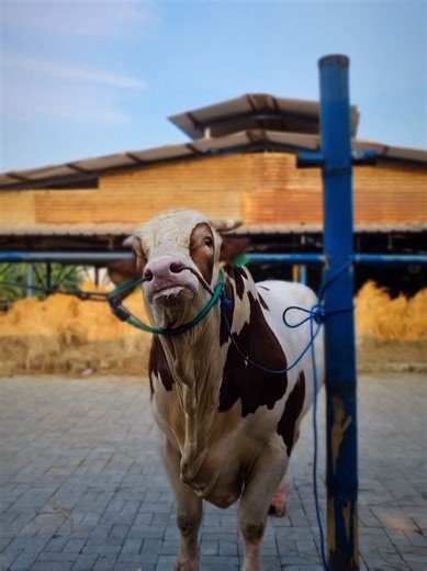 Sapi Jumbo Gacor di Sumber Ternak Farm