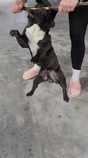 TikTok · misha_frenchie