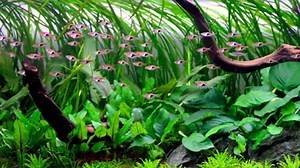 Types of Rasbora Fish