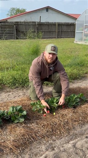 Plant now for BIG harvest later. Snack straight from your garden all season long #growhoss #bareroot
