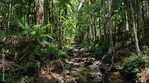 Buderim Forest Park: Tranquil Rainforest Boardwalk and Piccabeen Palms in the Sunshine Coast Hinterland, Queensland, Australia Stock Video